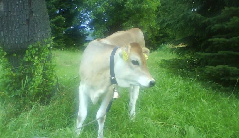 Usedlost Persianka Loučná nad Desnou